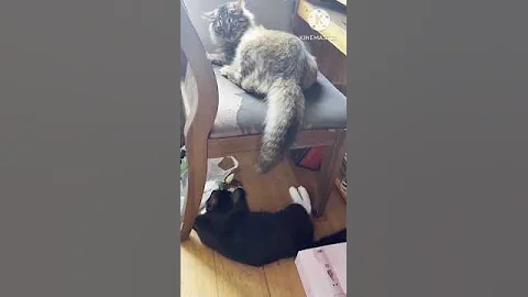 Video 11474841: cats catlover funny animals, cats love catlover, cat cute funny