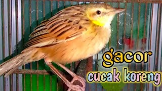 cucak koreng gacor untuk pancingan.terapi dan masteran roll nembak istimewah.