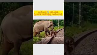 elephant cross train #shorts
