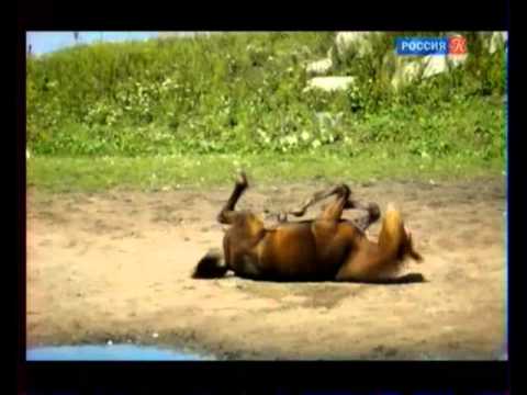 Призрак Европы Варшавка