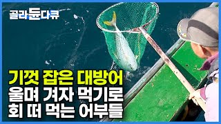 기껏 잡았는데 죽어가는 방어를 울며 겨자 먹는 심정으로 회 떠먹는 선원들┃살려야 방어! 죽이지 않고 활어 상태로 잡는 어부의 기술┃만선 방어잡이┃#생선#물고기┃극한직업┃#골라듄다큐