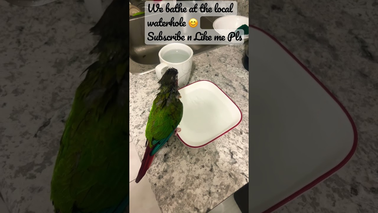 Bathing in local waterhole ❤️ 