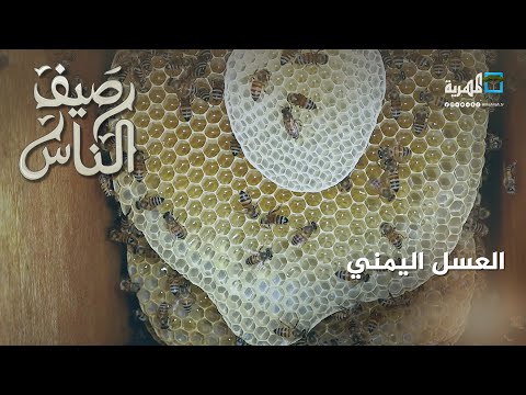 العسل اليمني ثروة طبيعية تقاوم مرارة الظروف وتدهور الأوضاع