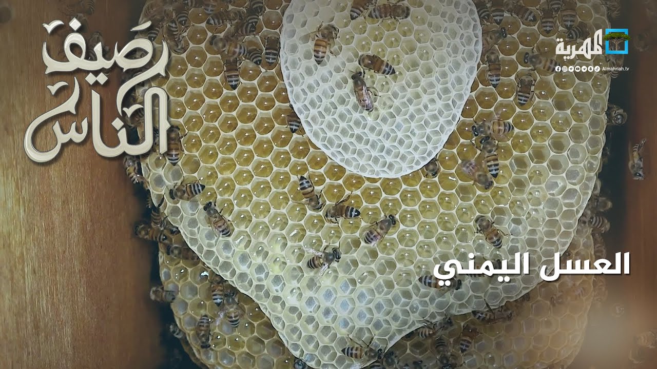 العسل اليمني - ثروة طبيعية تقاوم مرارة الظروف وتدهور الأوضاع - YouTube