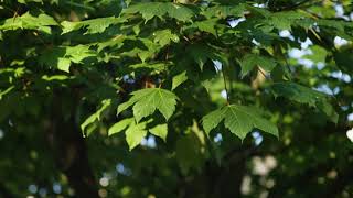 Acer pseudoplatanus - Sycamore Maple, Planetree Maple screenshot 4