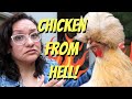 How to REFORM a BULLY CHICKEN! 😈🐔😇