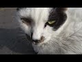 Cat Funny Video #cat #cats #cute
