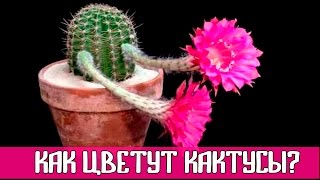 Как цветут кактусы? | Timelapse a cactus in bloom