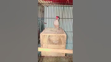 Fawn jawa breeding progress#fawnjawa#birds #breeding