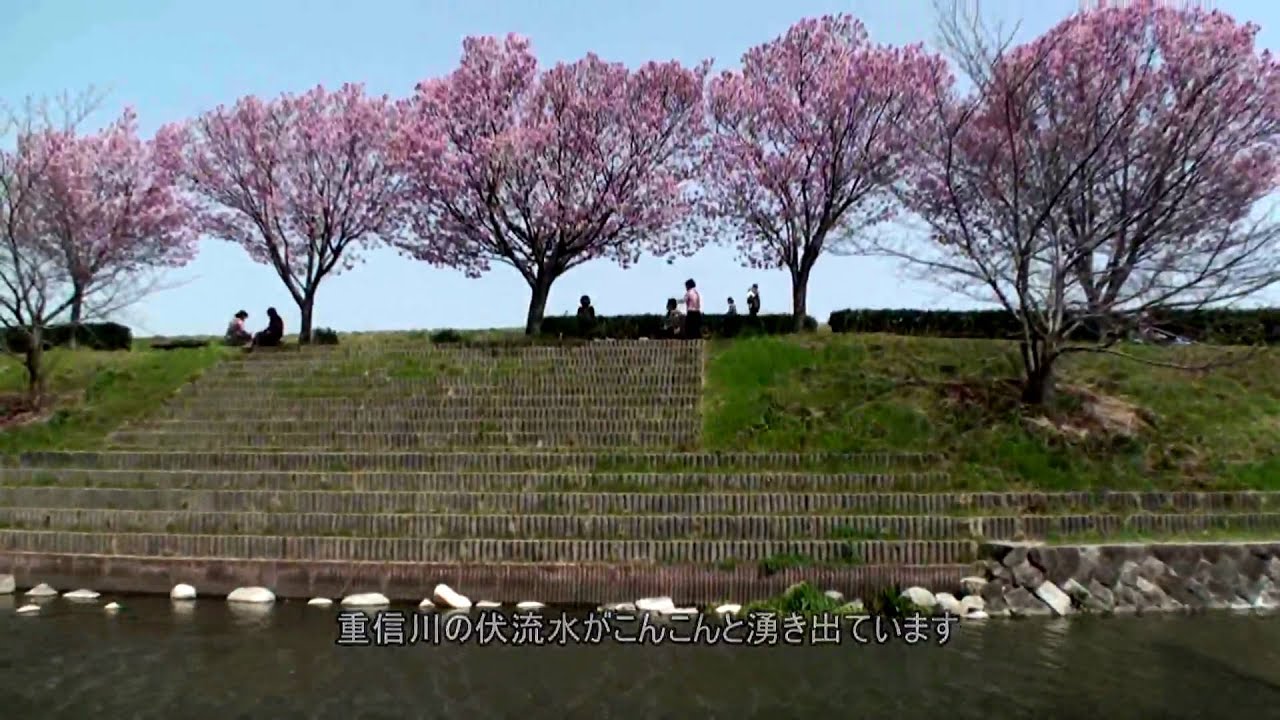 陽光桜 Wmv Youtube