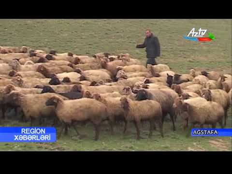 Video: Fermerlər Necə Yaşayır