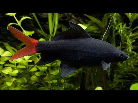 Cận cảnh Cá Chuột Thái đánh nhau (VietSub)