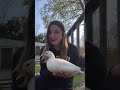 Watch This Before Buying Pet Ducks