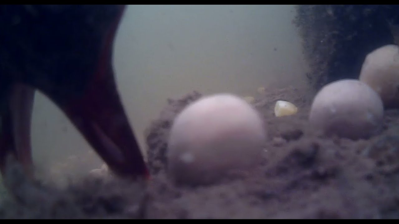 Underwater footage of the impact of a moorhen pecking your bait! (Skip to 5 mins)