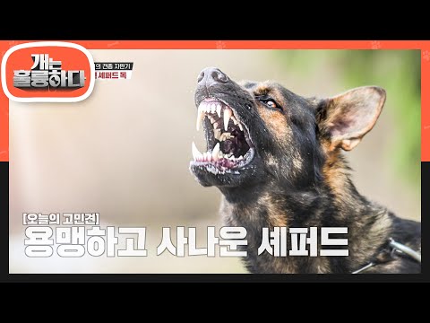 다양한 방면에서 재능을 뽐내며 독일에서 사랑받는 저먼 셰퍼드 독!  [개는 훌륭하다/Dogs Are Incredible] | KBS 210913 방송