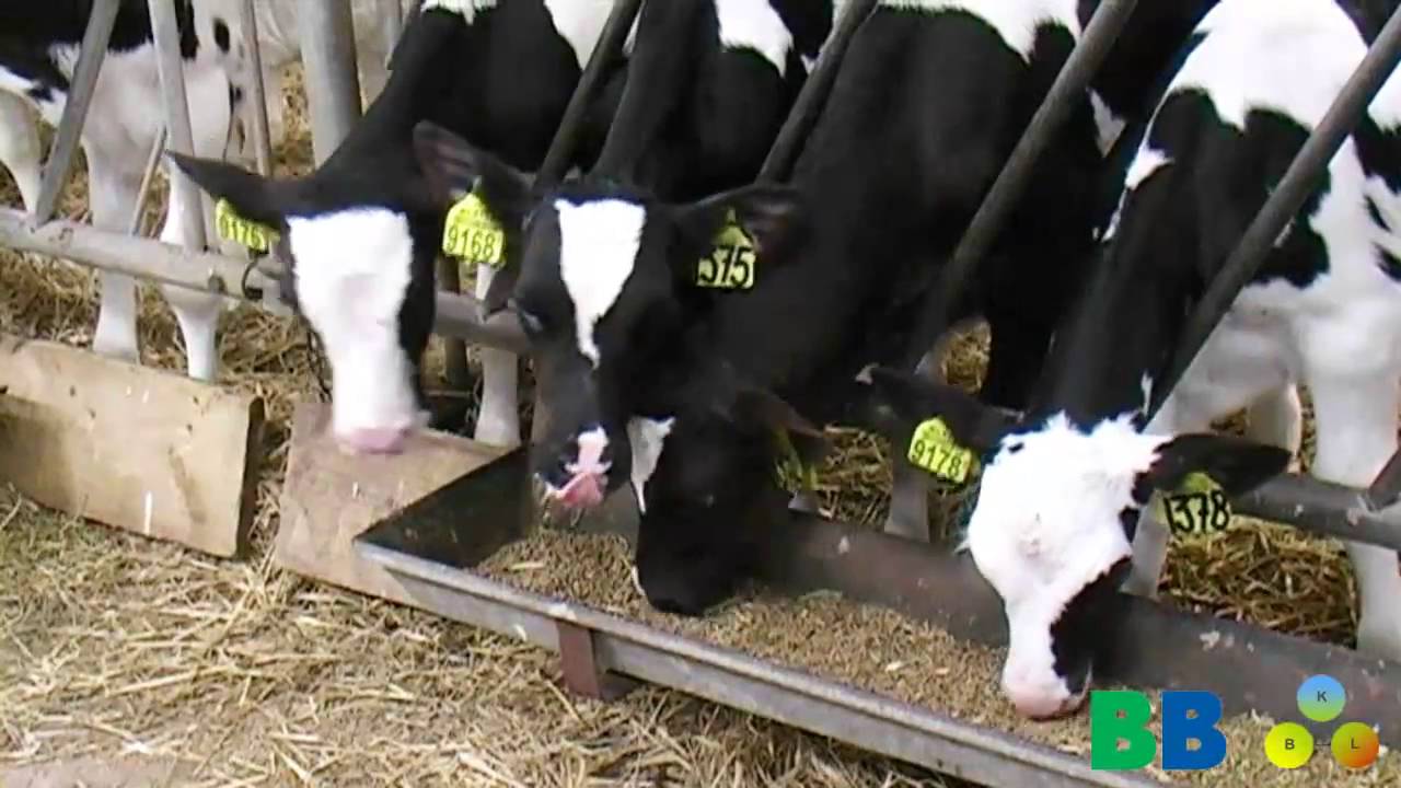 Duurzame Melkveetip 50  Koudestress