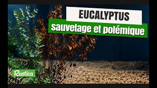 Comment Sauver Son Eucalyptus