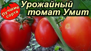 САМЫЙ УРОЖАЙНЫЙ ЖАРОСТОЙКИЙ ТОМАТ (лучшие урожайные сорта томатов)