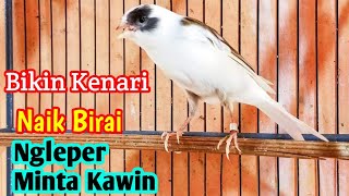 Suara Pancingan Kenari Kawin Paling Jitu || Sekali Putar Kenari Langsung Ngleper Minta Kawin