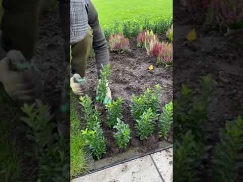 Nieuwe aanplant van