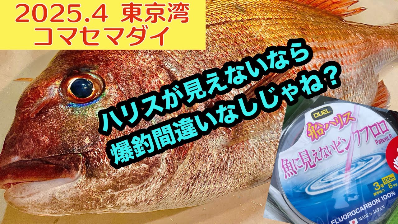 東京湾コマセマダイ！見えないハリスで怒涛の連発劇！？