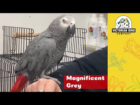 Tame African Grey Parrot | Victorian Bird Co