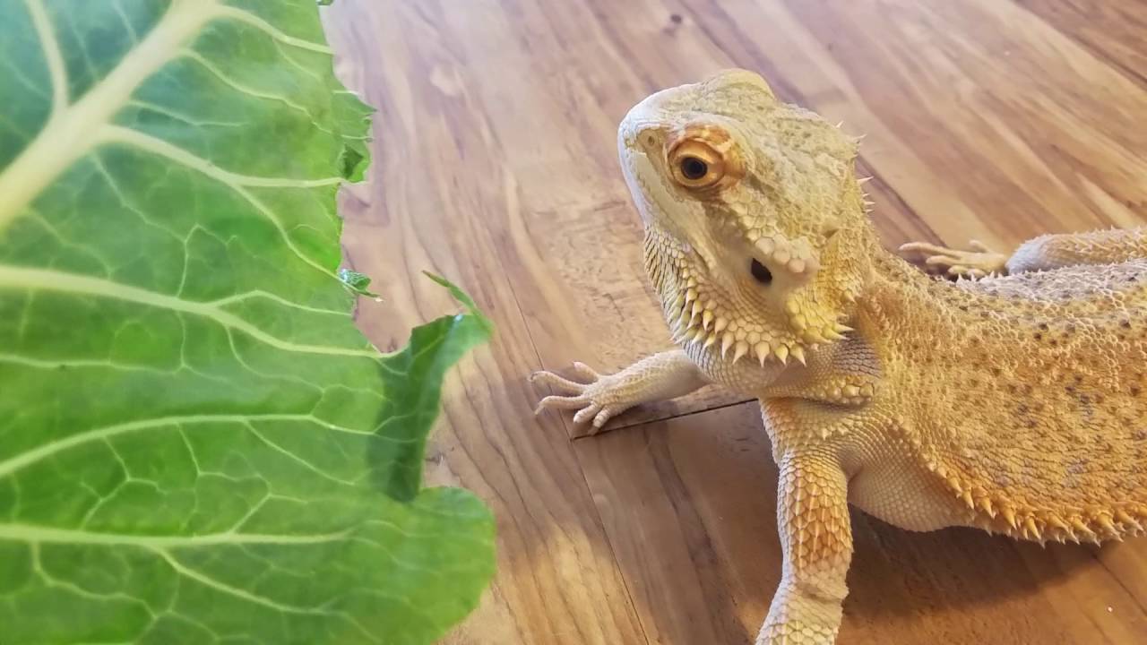 lizard skin grips Cute Bearded Dragon Destroys Leaf