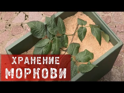 Хранение моркови в опилках