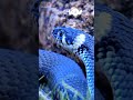 Blue Snake ЁЯШ ЁЯШОЁЯТХ Shorts Snake Viral Blue Snake ЁЯШ ЁЯШОЁЯТХ Shorts Snake Viral