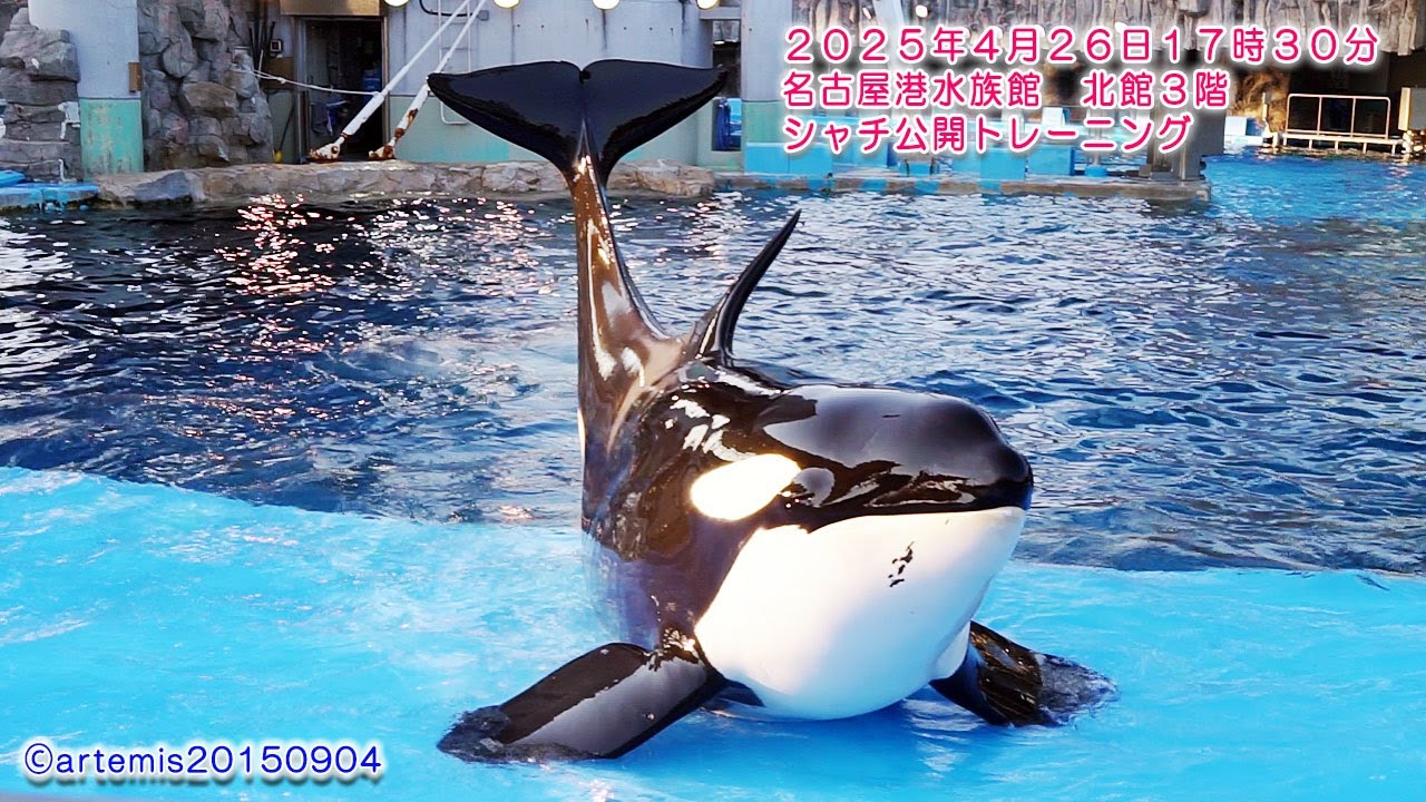 2025年4月26日17時30分 名古屋港水族館 北館3階 シャチ
