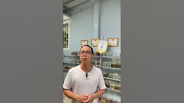 Game tặng cá betta Phần 2 #bettafish