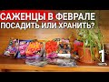 Саженцы в феврале  - посадить или хранить?