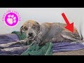 Amazing Dog Transformation - Animal Rescue on Curacao