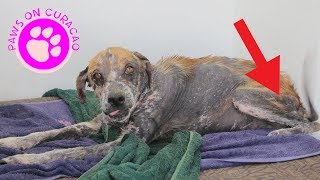 Amazing Dog Transformation - Animal Rescue on Curacao by Paws on Curacao [ Animal Rescue Channel ] 478,939 views 6 years ago 5 minutes, 38 seconds