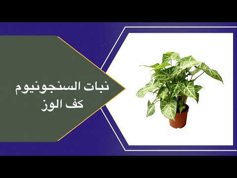 نبات السنجونيوم كف الوز متطلباته والعنايه به