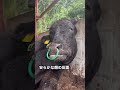 【肺炎末期の牛】残念なご報告があります。