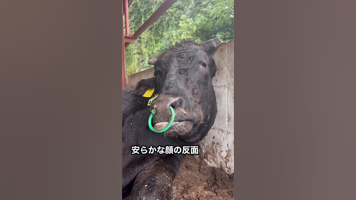 【肺炎末期の牛】残念なご報告があります。