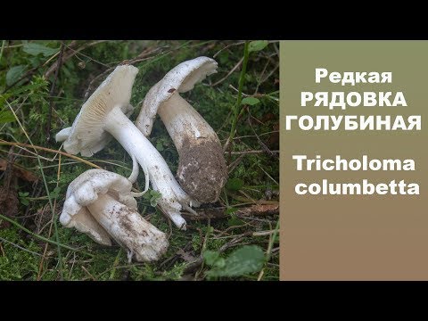 Редкая РЯДОВКА ГОЛУБИНАЯ - Tricholoma columbetta