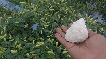 meregenerasi tanaman tua jadi muda pada cabe supaya bertunas baru kembali