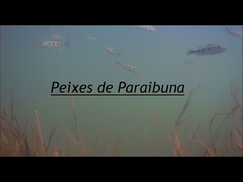 Peixes da Represa de Paraibuna