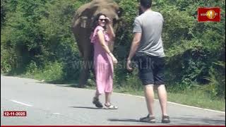 காட்டு யானையிடம் கவனமாக இருங்கள்..! #bealert  #newsfirsttamil #srilanka