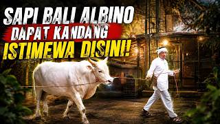 Dengan cara ini, Sapi Bali Albino jadi terlihat lebih gagah dari sebelumnya!