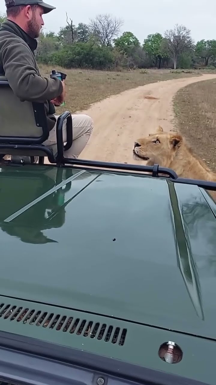 Face to Face 😰 Lion Eyes Locked on Us! Saans Ruk Gayi 😰 | Lion Face to Face!