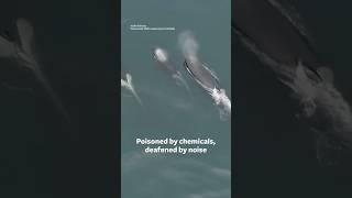 California: Protect Southern Resident Killer Whales