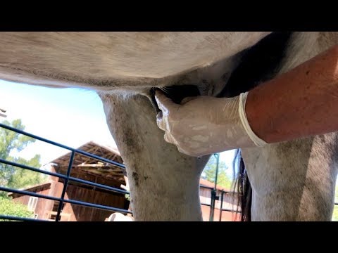 Super Easy Sheath Cleaning for Geldings - No Water Needed