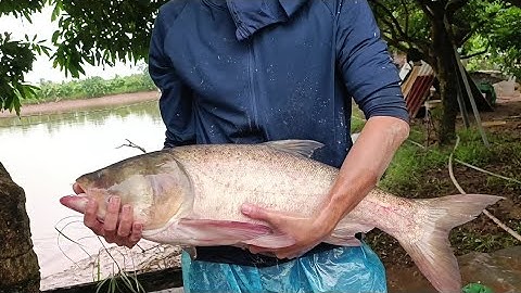 thu hoạch cá nước ngọt @hanhoai1987 