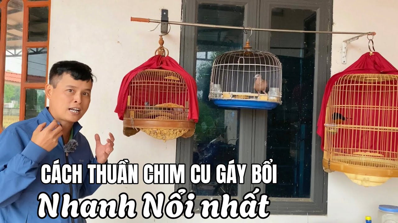 Thuần chim Cu gáy bổi nhanh Nổi nhất dành cho người mới chơi