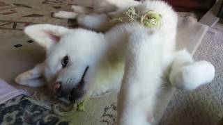 【秋田犬ゆうき】お気に入りはクラゲのようになったおもちゃです【akita dog】 またゴム 検索動画18 【秋田犬ゆうき】お気に入りはクラゲのようになったおもちゃです【akita dog】 またゴム 検索動画 18