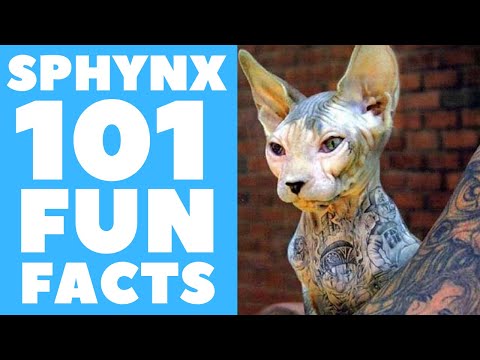 فيديو: 4 حقائق ممتعة عن Sphynx