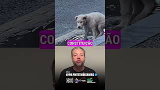 🚨O SUPREMO TRIBUNAL FEDERAL MANDOU UM RECADO: ANIMAL ABANDONADO É RESPONSABILIDADE DO PODER PÚBLICO!